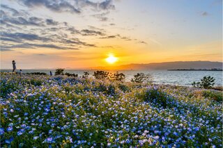 大阪まいしまシーサイドパーク『ネモフィラ祭り 2026 ペア無料ご招待券』が抽選で当たる！？