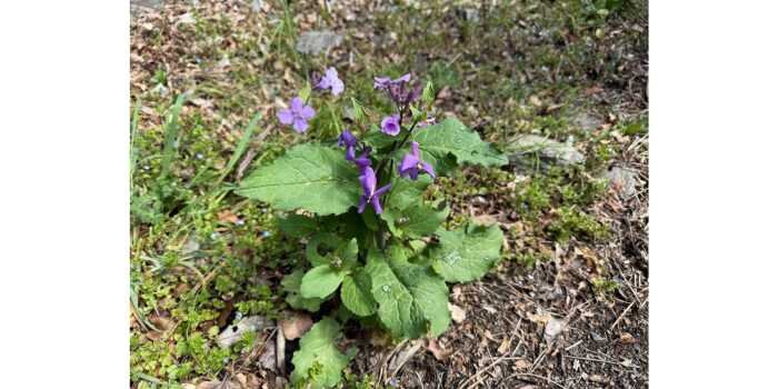 山菜採り　体験会