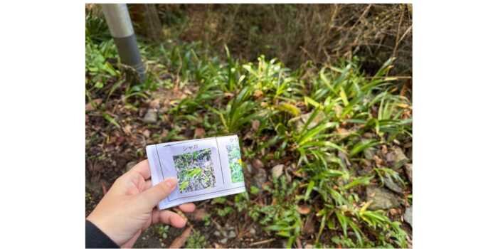 山菜採り　体験会