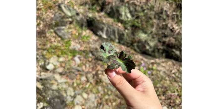 山菜採り体験会