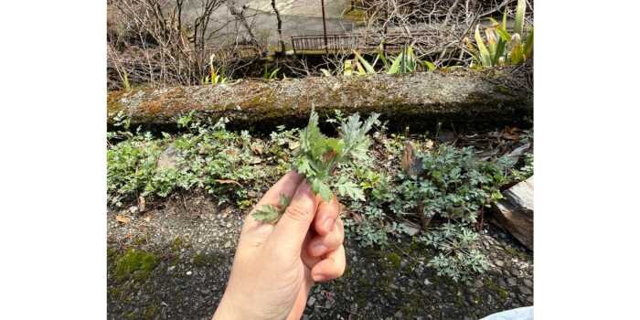 山菜採り体験会