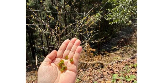 山菜採り　体験会