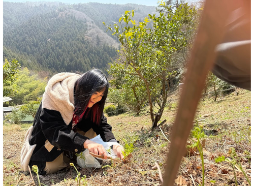 山菜のワラビを発見する筆者