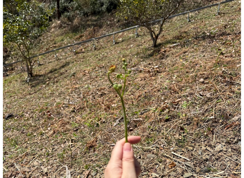 山菜・ワラビを収穫