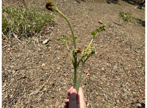 収穫したワラビ