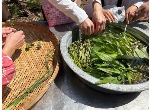 収穫した山菜を洗う