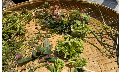 収穫したいろんな種類の山菜