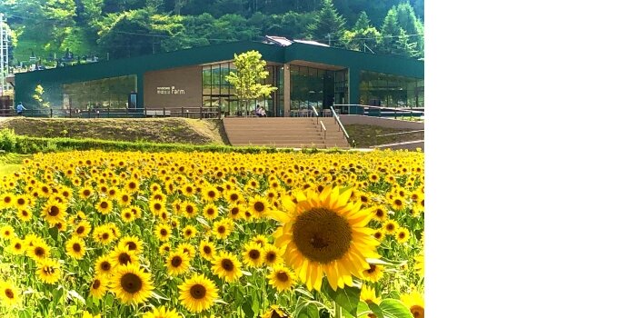 カゴメ　イベント　ひまわり迷路