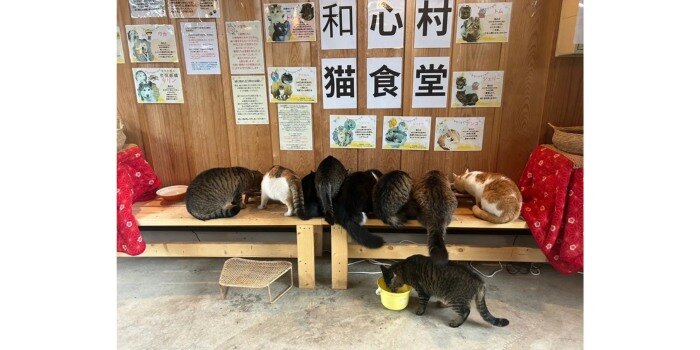 千葉県　グランピング　ランチ　ツリーハウス