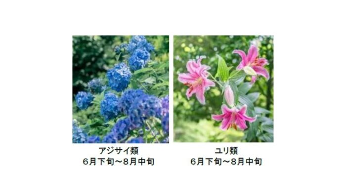 六甲　登山　避暑地　山涼み　猛暑　クール