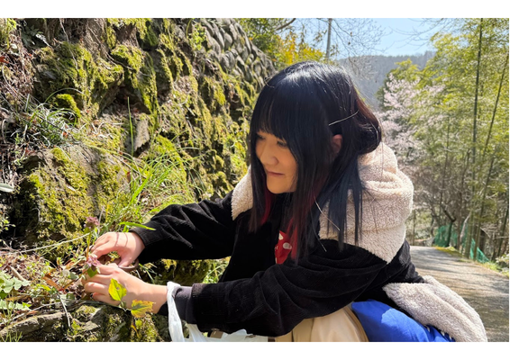山菜を収穫する朝井さん