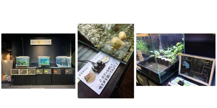 四国水族館　水族館　カエル