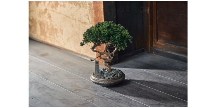 TOUFU TOKYO / 東富東京 アップサイクル盆栽 RE BONSAI　盆栽　鈴木良夫