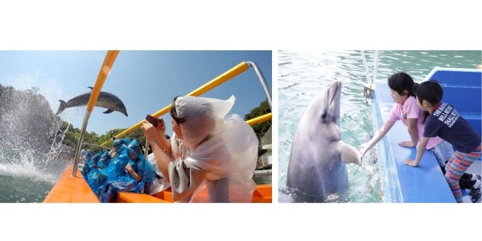 下田海中水族館 イルカショー　アシカショー　ドルフィンフィーディング