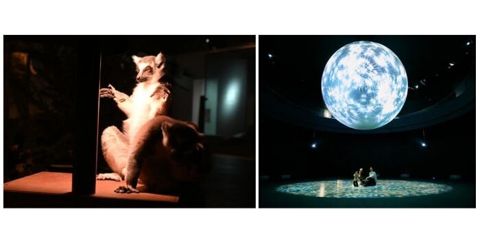 ニフレル　夜にふれる　水族館