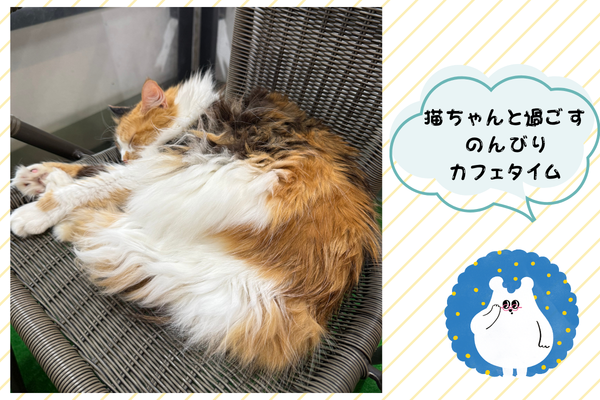 ソファでくつろぐカフェの猫