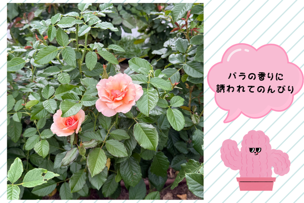 バラの花