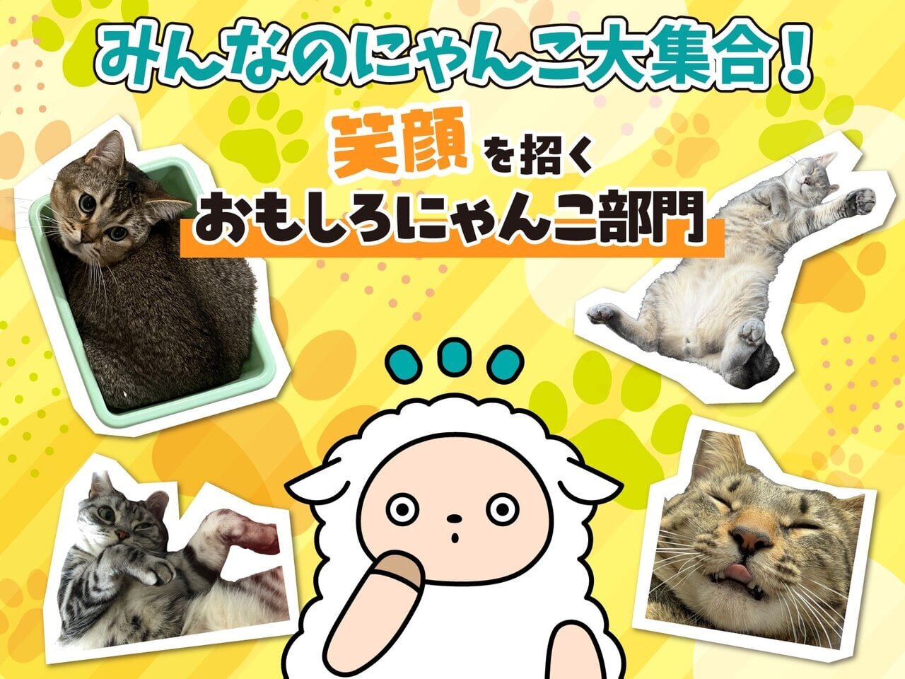 笑顔を招くおもしろにゃんこが大集合！ - asupresso