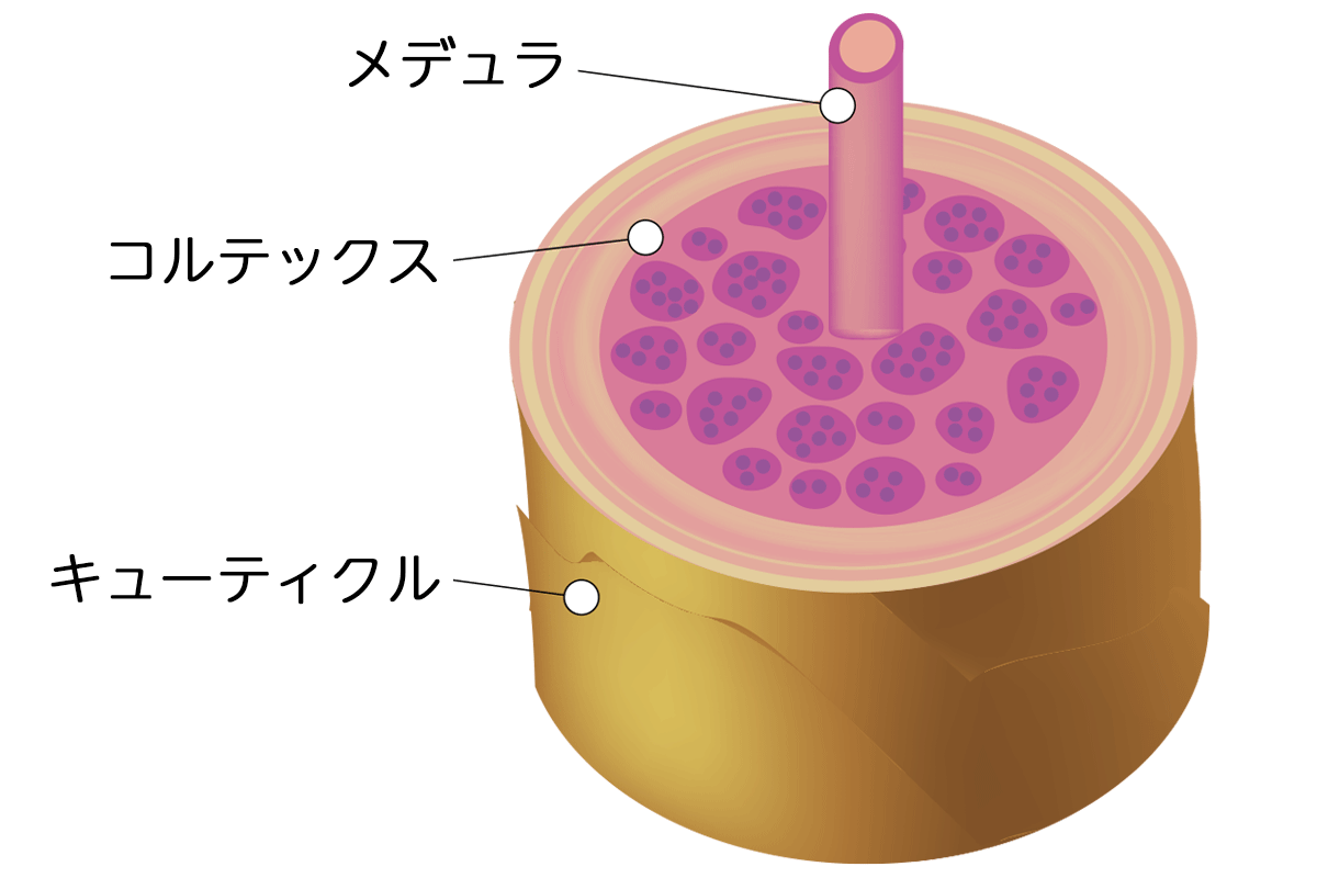うねりの原因は、頭皮のたるみとコルテックス