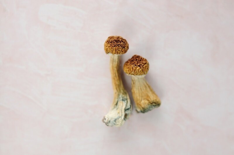 マジックマッシュルームが、拒食症の治療に有効な可能性 - オーベン