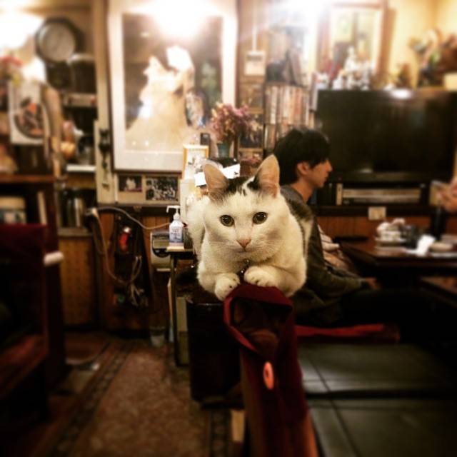 猫カフェ