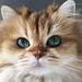 インスタで「いいね!」30,000件以上のフォトジェニックなかわいい猫写真40選!