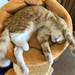 【東京】癒されたい!リラックスできて可愛い猫ちゃん達がいる猫カフェ7選