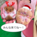 原宿竹下通りに『原宿かわいい動物園』がオープン🐹場所と営業時間をチェック!