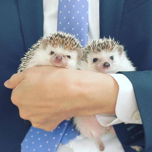 最近ちまたで可愛すぎる との声多発 インスタグラムでも人気沸騰中 ハリネズミ の魅力 シュウシュウ