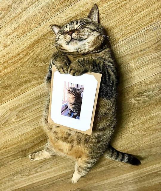 インスタで「いいね！」30,000件以上のフォトジェニックなかわいい猫 