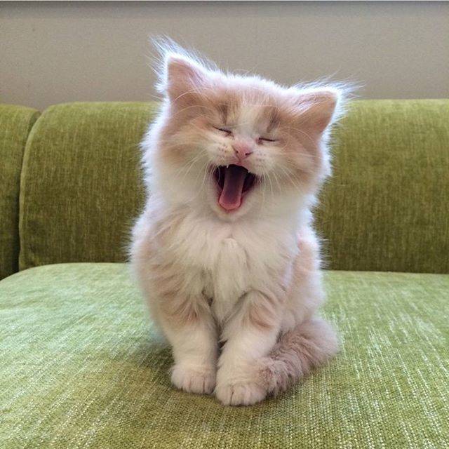 インスタで「いいね！」30,000件以上のフォトジェニックなかわいい猫 