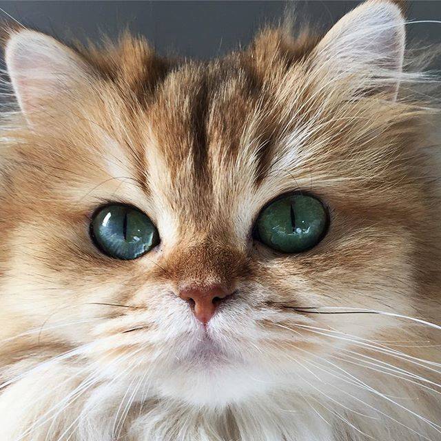 インスタで「いいね!」30,000件以上のフォトジェニックなかわいい猫