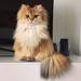 @smoothiethecat 「 Instagram photos and videos
