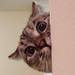 nala_cat「 (@nala_cat) 「 Instagram photos and videos