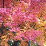 京都 紅葉旅で失敗しない3つの方法