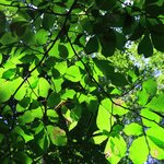 三菱マテリアルが「森」を守る理由