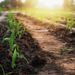 Agriculture