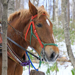 With Horses