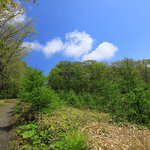 Reasons for valuing forest diversity