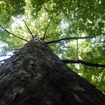 Passing on knowledge and experience to nurture magnificent trees
