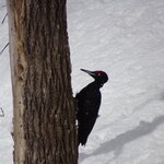 Cherishing rare life to protect forests