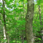 Toward Beautiful Forests 100 Years from Now — Mitsubishi Materials’ Sustainability Initiatives in Company-Owned Forests