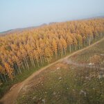 Living with the Forest Through the Seasons — The Charm of Larch Trees in Autumn