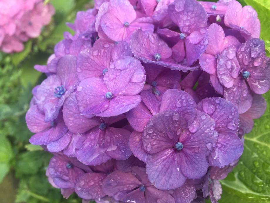 雨上がりの紫陽花 With Lab ライフスタイル With Online 講談社公式 恋も仕事もわたしらしく