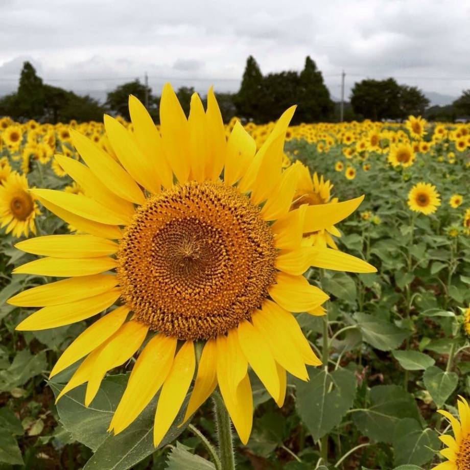 ８月のひまわり - with online - 講談社公式 -  恋も仕事もわたしらしく