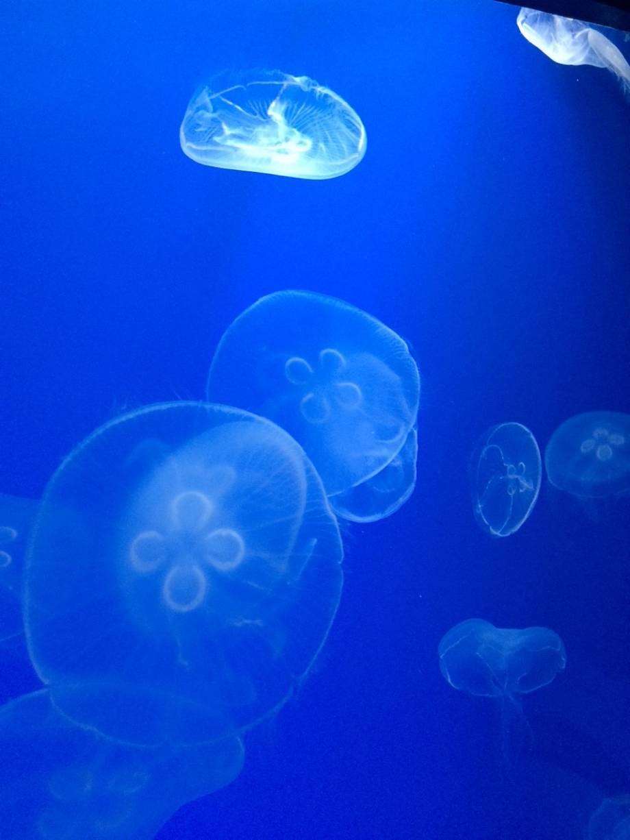 すみだ水族館デート With Lab 恋愛 With Online 講談社公式 恋も仕事もわたしらしく