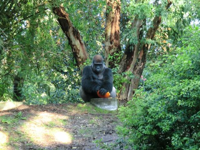 ウォルト ディズニー ワールド ゴリラさん 画像 With Online 講談社公式 恋も仕事もわたしらしく