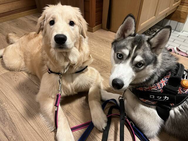 動画あり 大型犬 大型犬 ロッカ ポックルコンビの戯れが尊い わんにゃん推し部 第63回 わんにゃん推し部 With Online 講談社公式 恋も仕事もわたしらしく