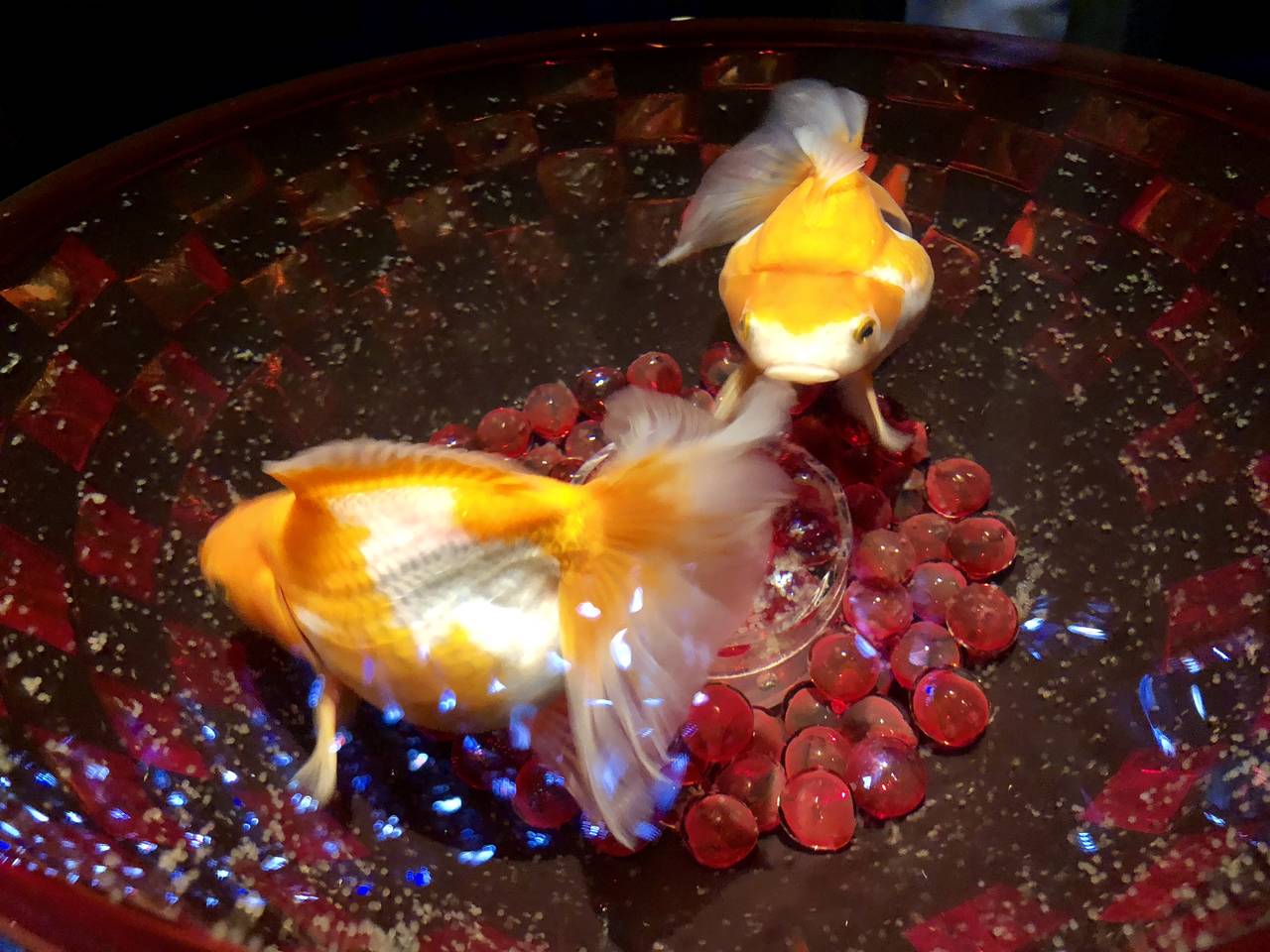 アートアクアリウム展 18 With Lab ライフスタイル With Online 講談社公式 恋も仕事もわたしらしく