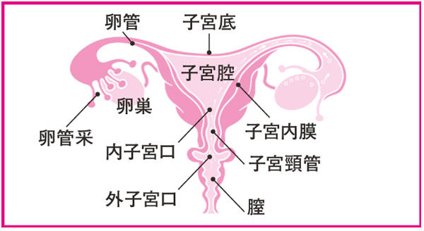 産婦人科医が教える セックスの正しい知識 セックスをしすぎると ってホント 共働きwith 講談社公式 仕事も家庭もわたしらしく